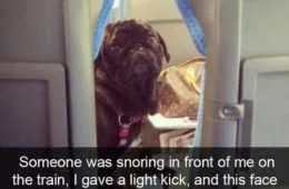 Really Funny Pictures