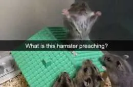 The Best Funny Animal Pictures Ever 4014