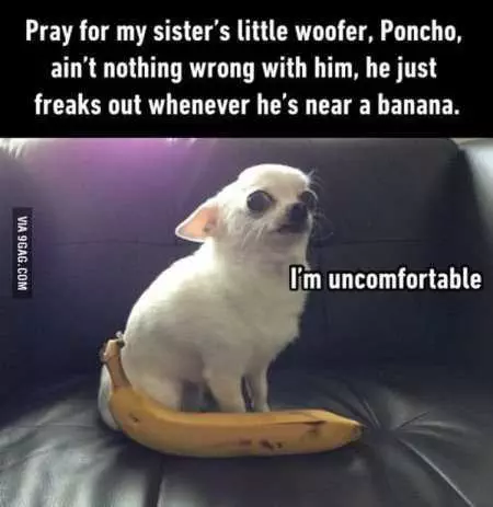 The Best Funny Animal Pictures Ever 4032