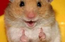 Absolutely Adorable And Funny Animals 427