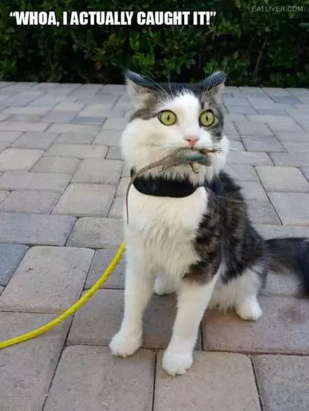 Funny Animals Cant Stop Laughing 111