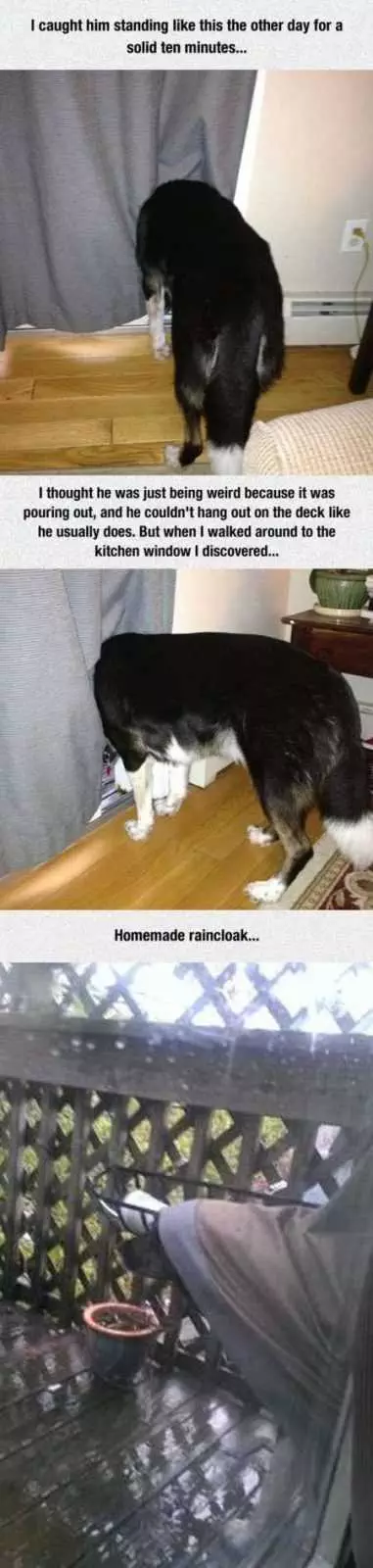 Funny Animals Cant Stop Laughing 119