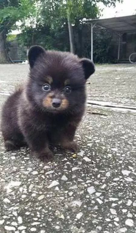 Funny Baby Animals 205