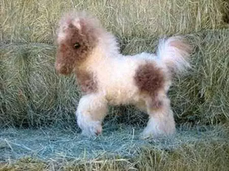 Funny Baby Animals 207