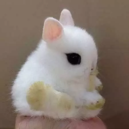 Funny Baby Animals 208