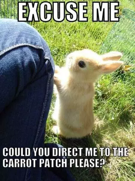 Funny Baby Animals 209