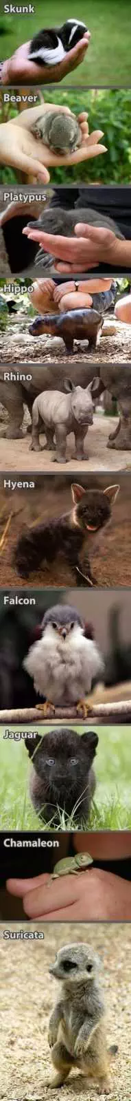 Funny Baby Animals 218