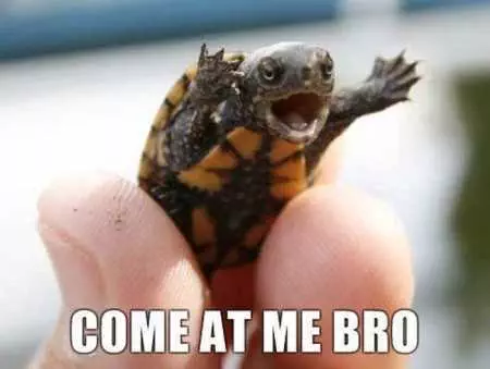 Funny Baby Animals 220