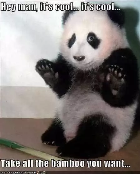 Funny Baby Animals 223