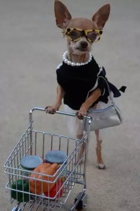 Funny Animal Pictures 503