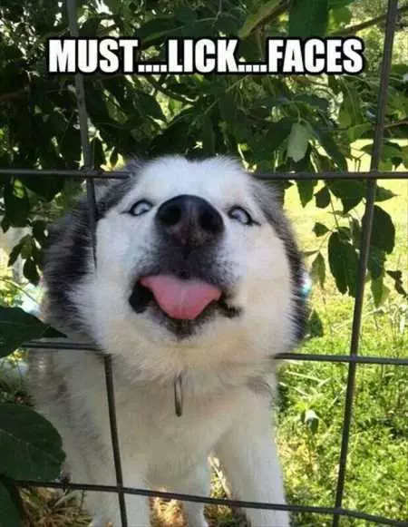 Funny Animal Pictures 509