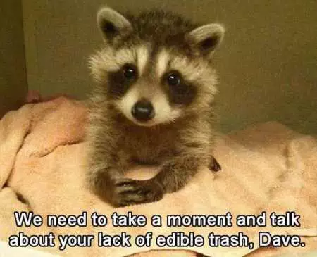 Funny Animal Pictures 522