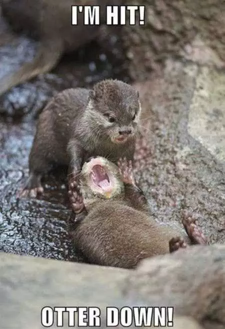 Funny Animal Pictures 540