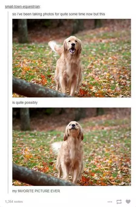 The Funniest Animal Pics Ever 603