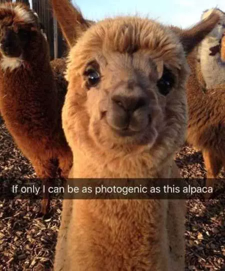 The Funniest Animal Pics Ever 615