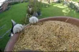 The Funniest Animal Pics Ever 624