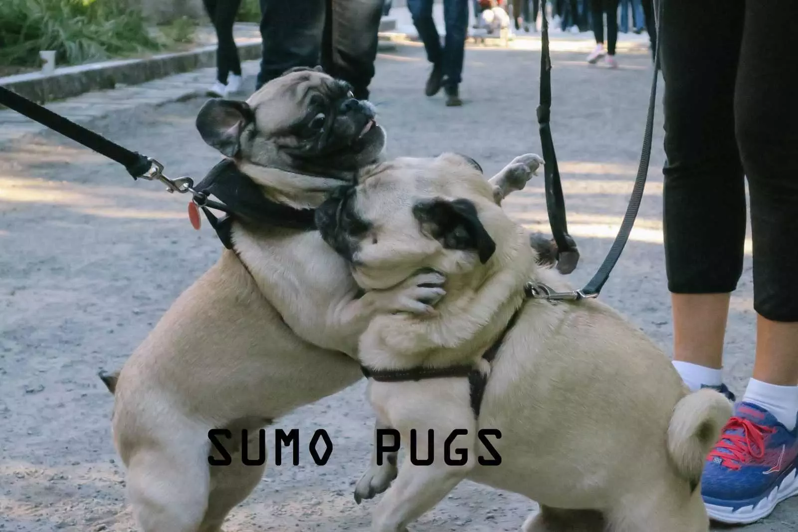 Sumo Pugs