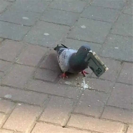 Broke Pigeon