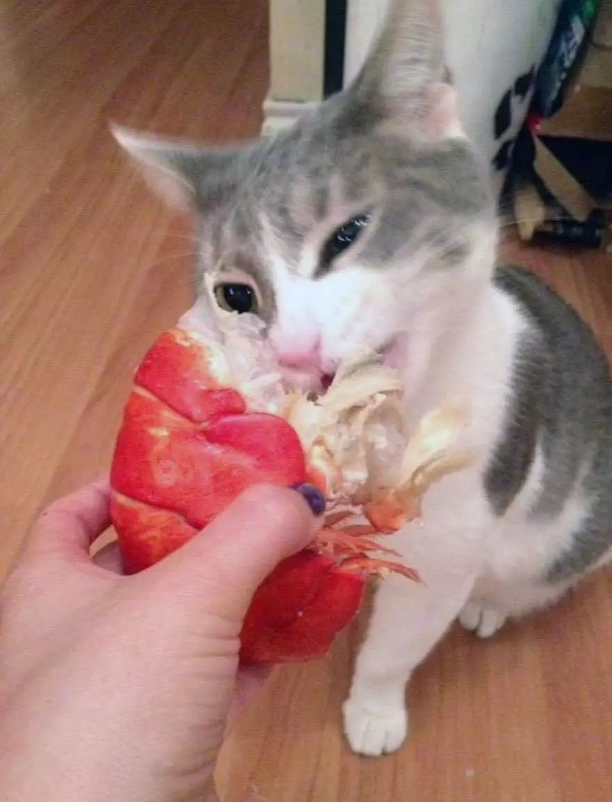 Cat Lobster