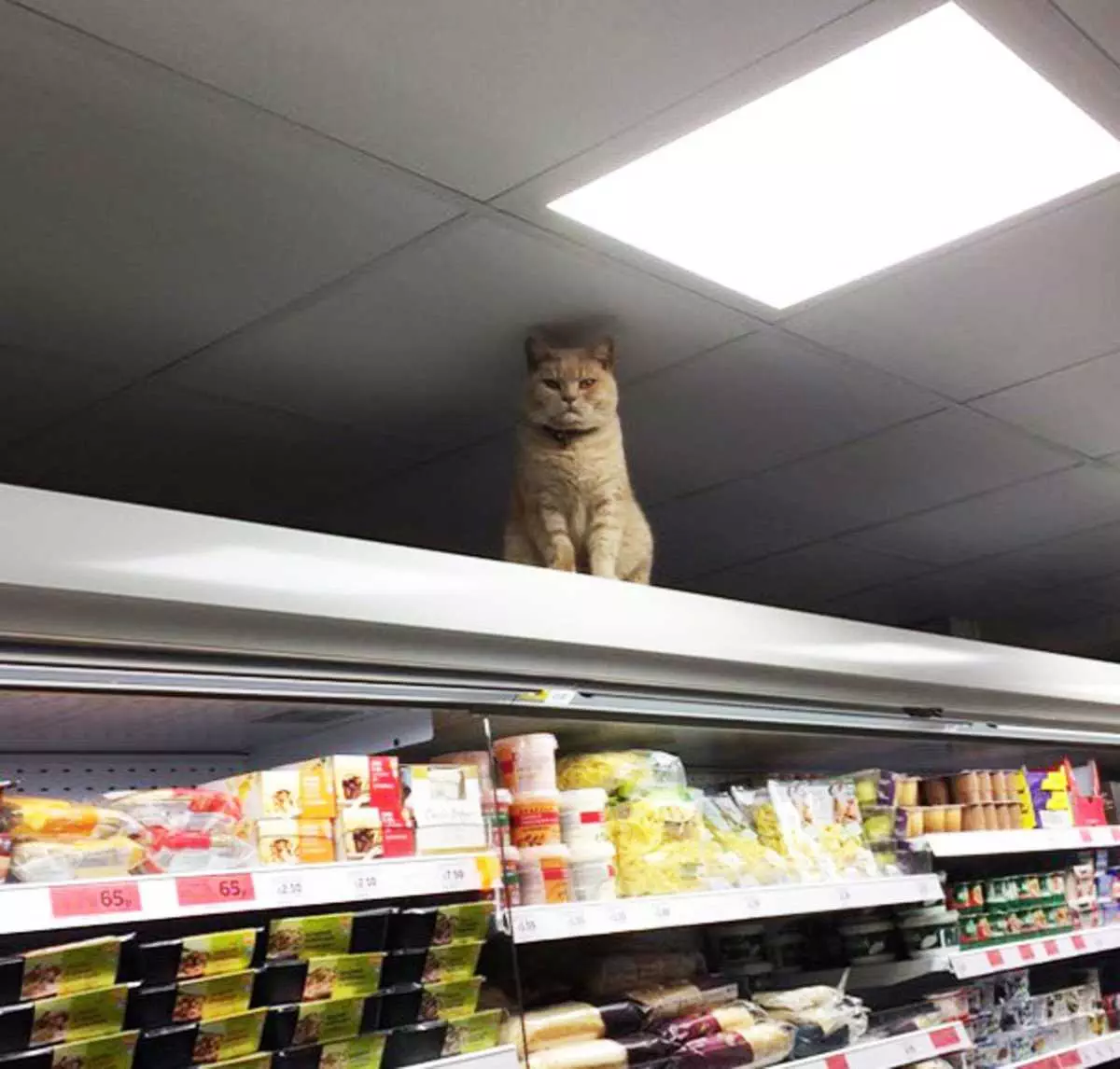 Cat Supermarket
