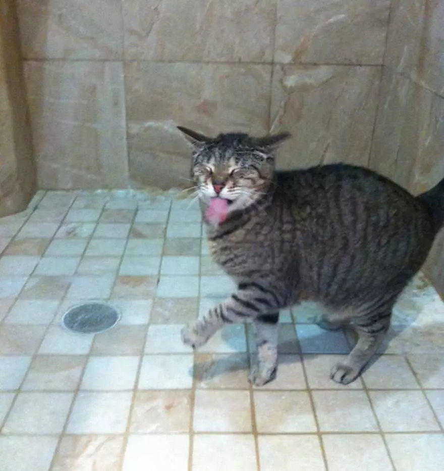 Cats Bath