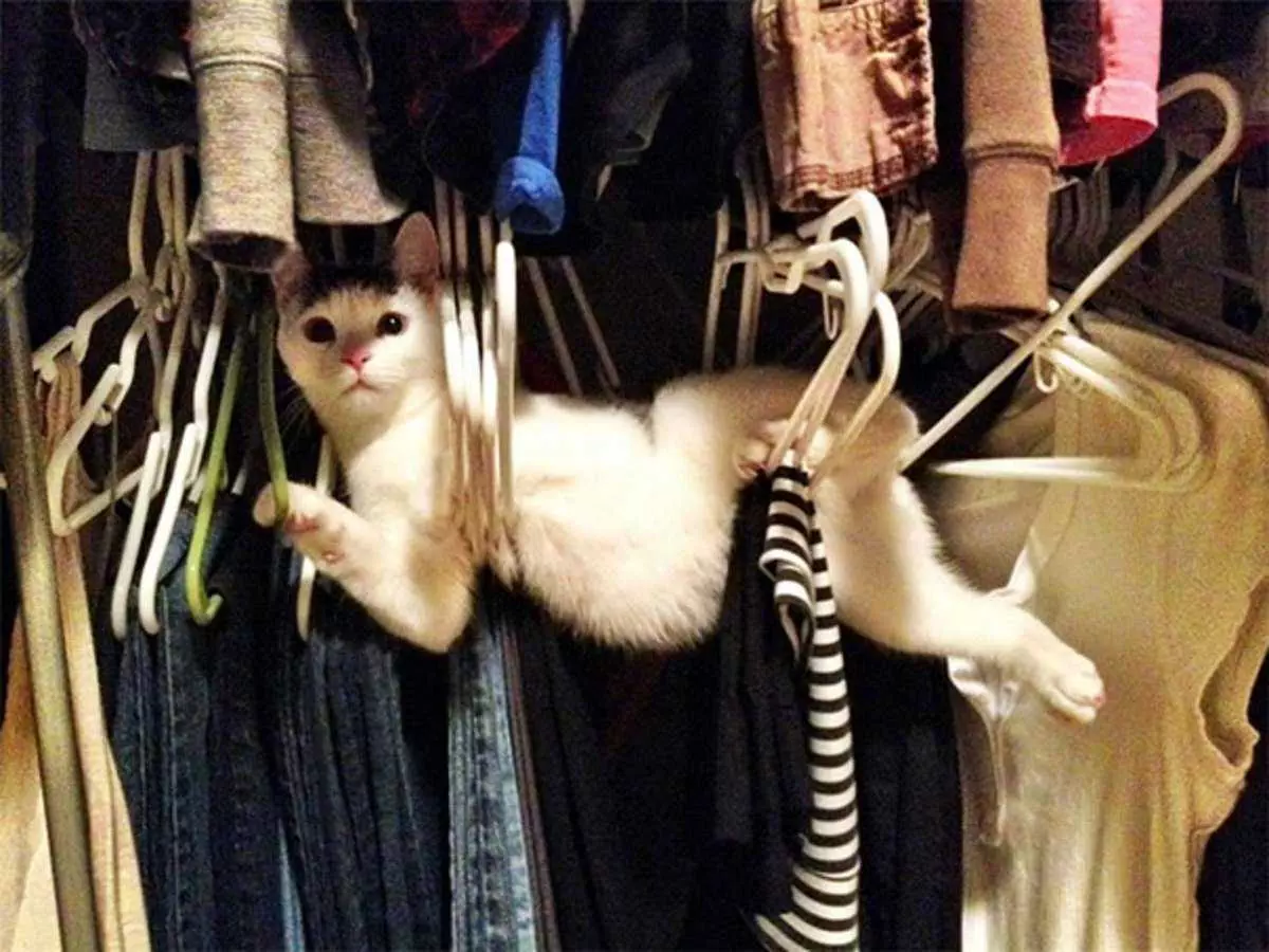 Cats Closet