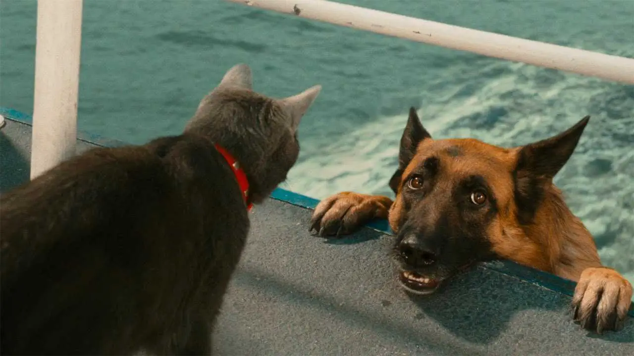 Cats Dogwater