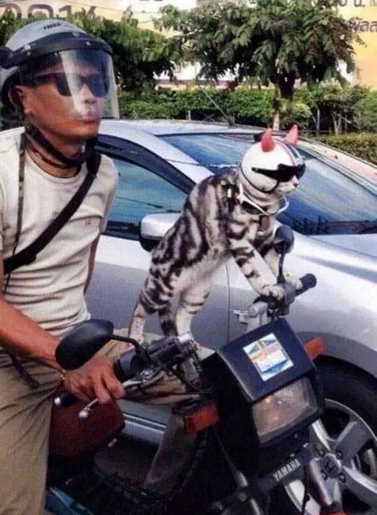 Cats Motorcycle