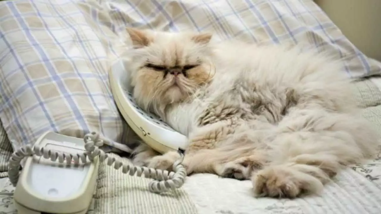 Cats Phone