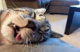 Cats Sleep