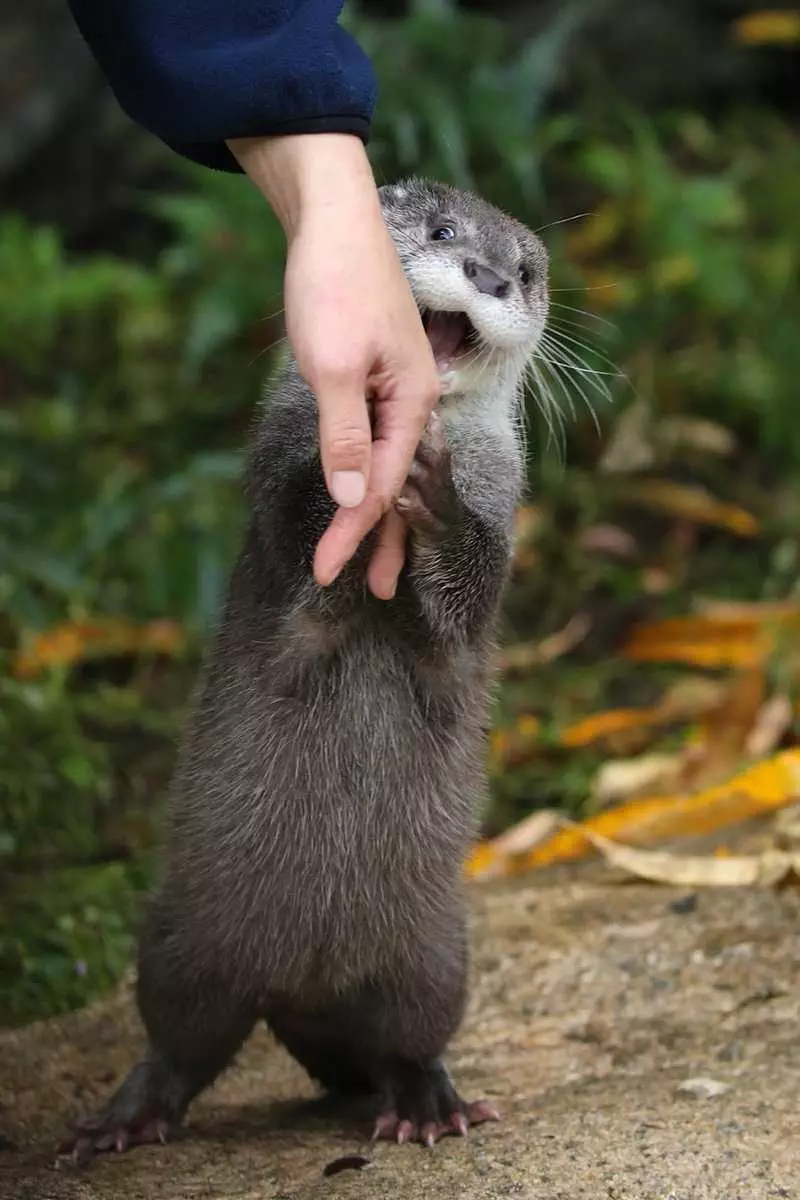 Otter Bite