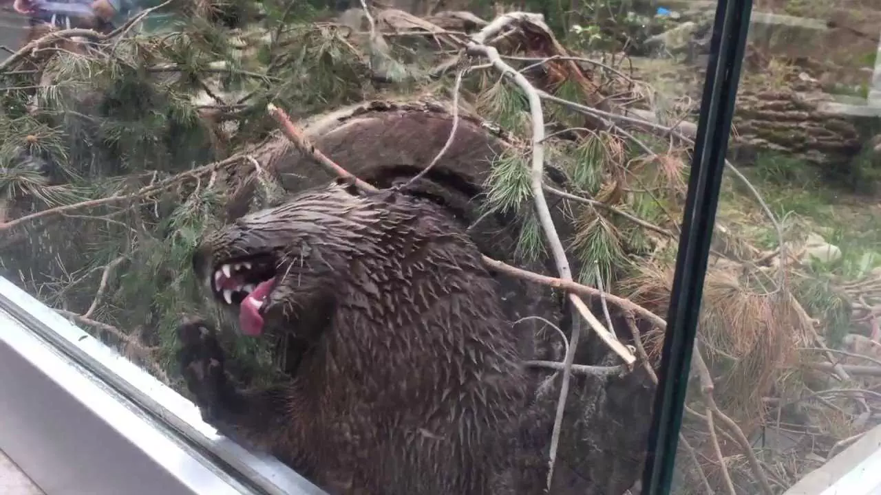 Otter Licking Glass
