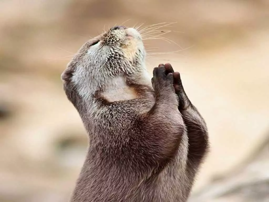 Otter Pray