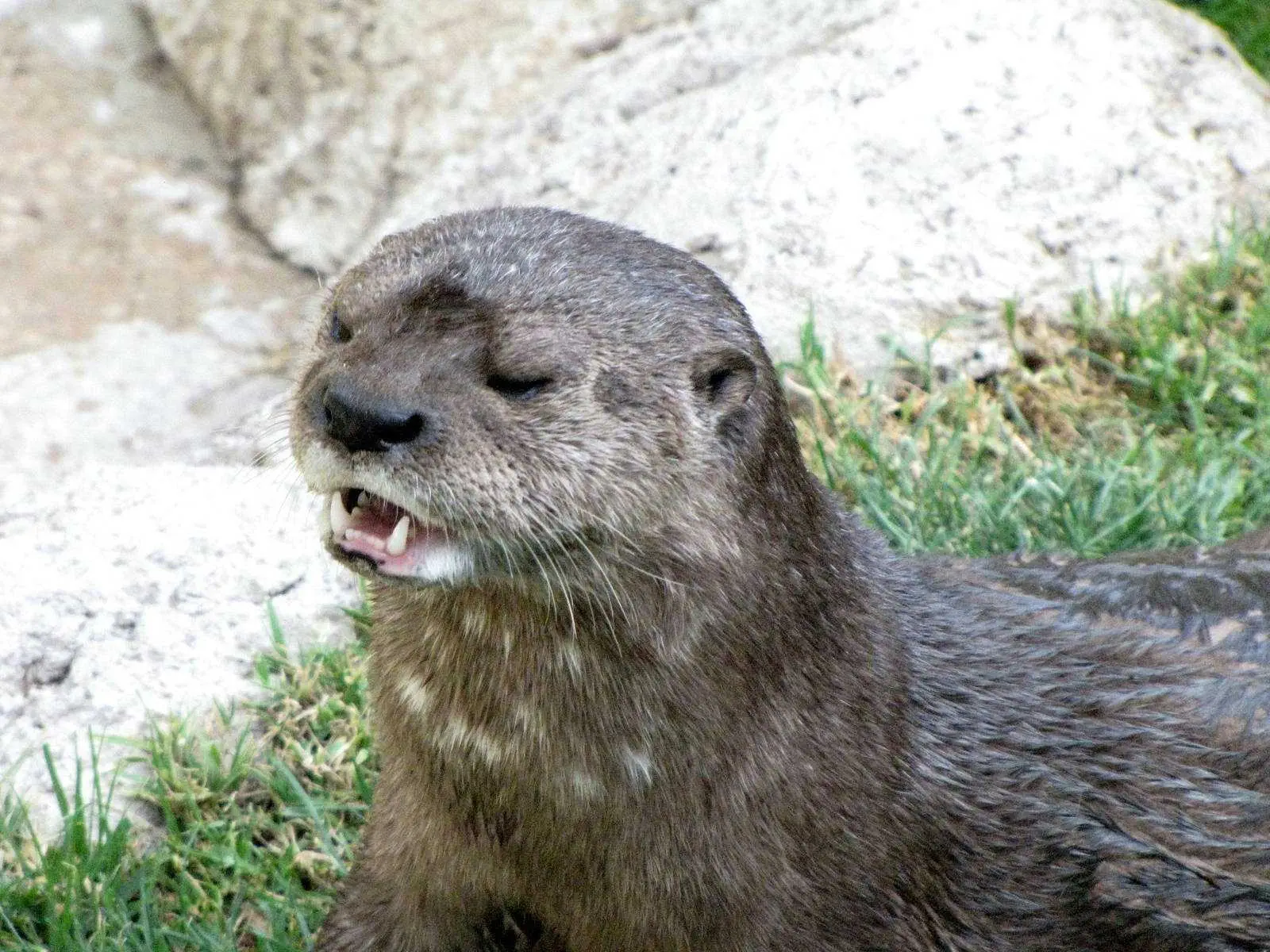 Otter Stink Face