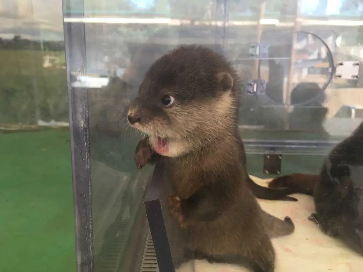 Otter Tank