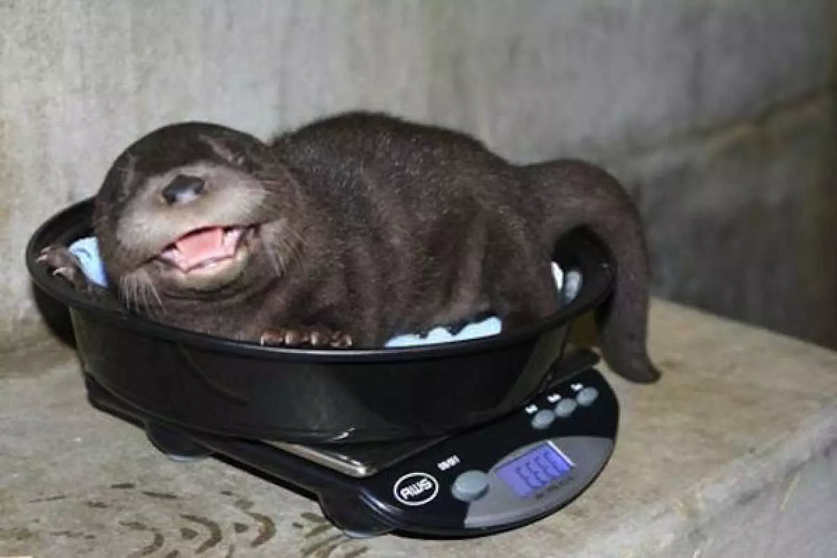 Otter Weigh