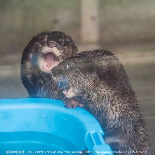 Otters Lol