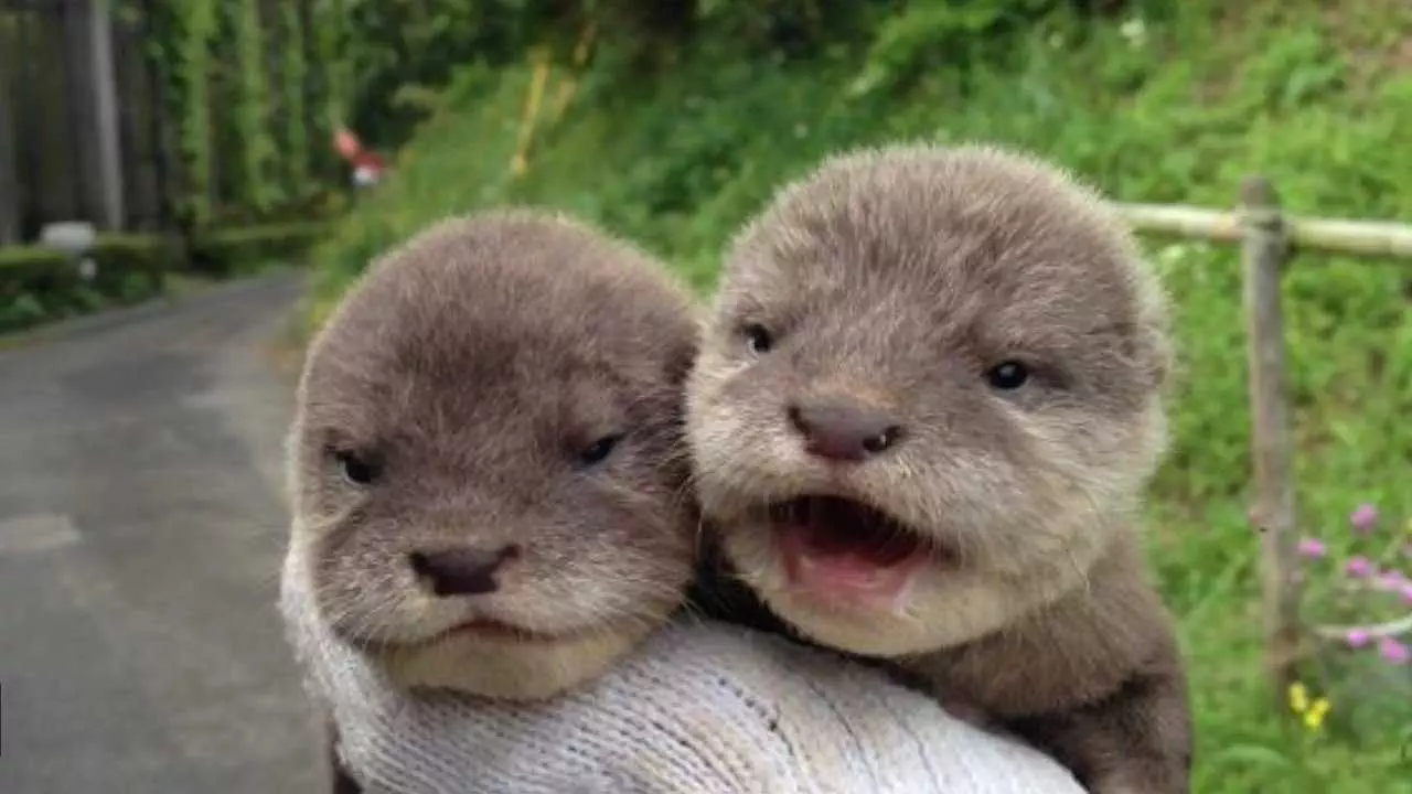 Smile Otters