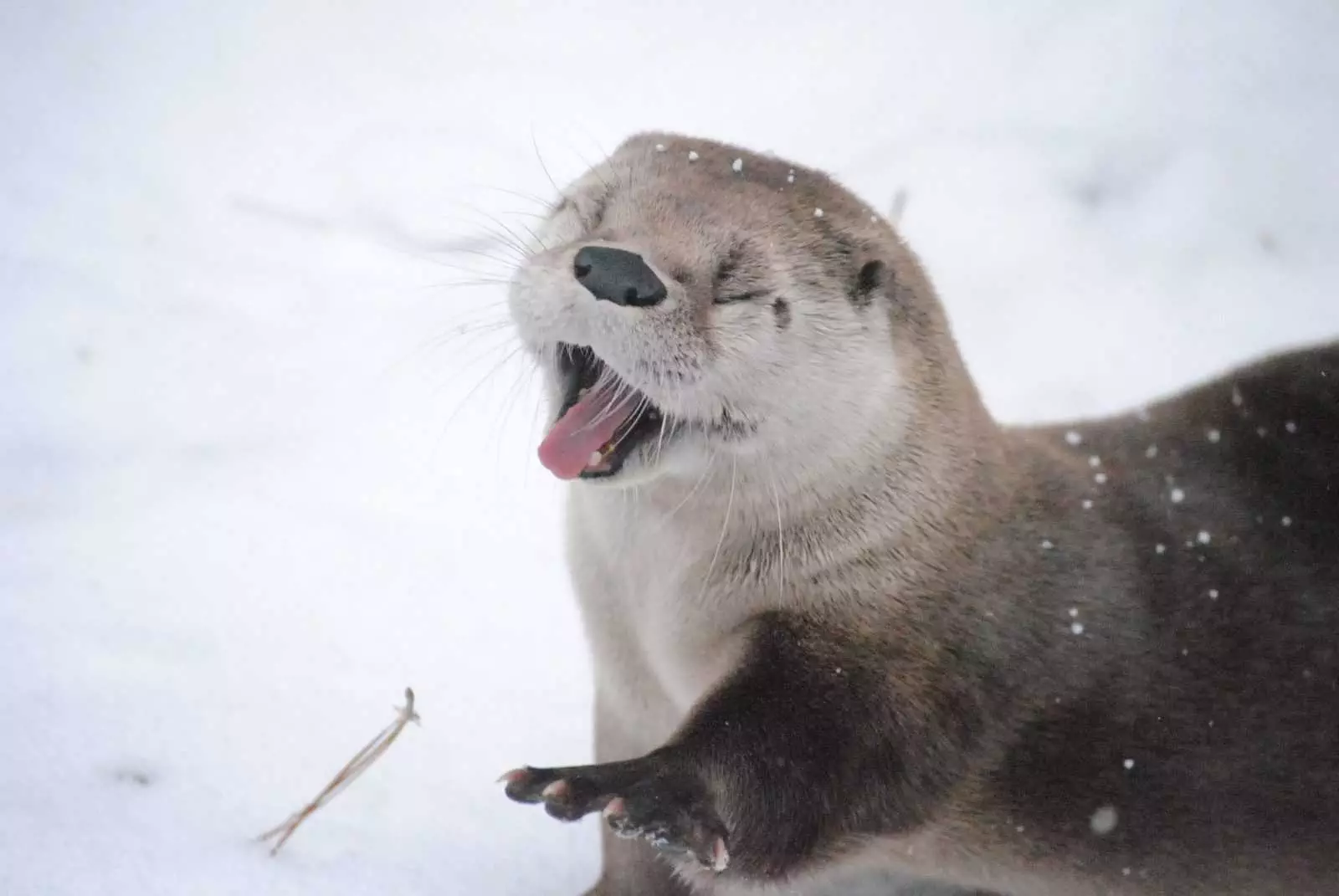 Snow Otter