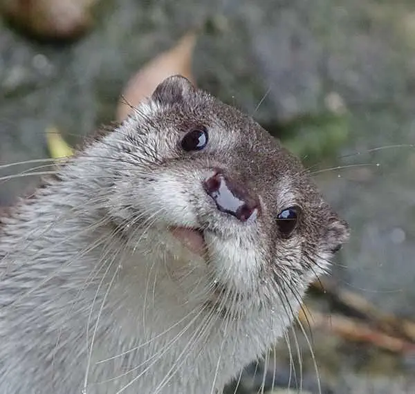 Staring Otter