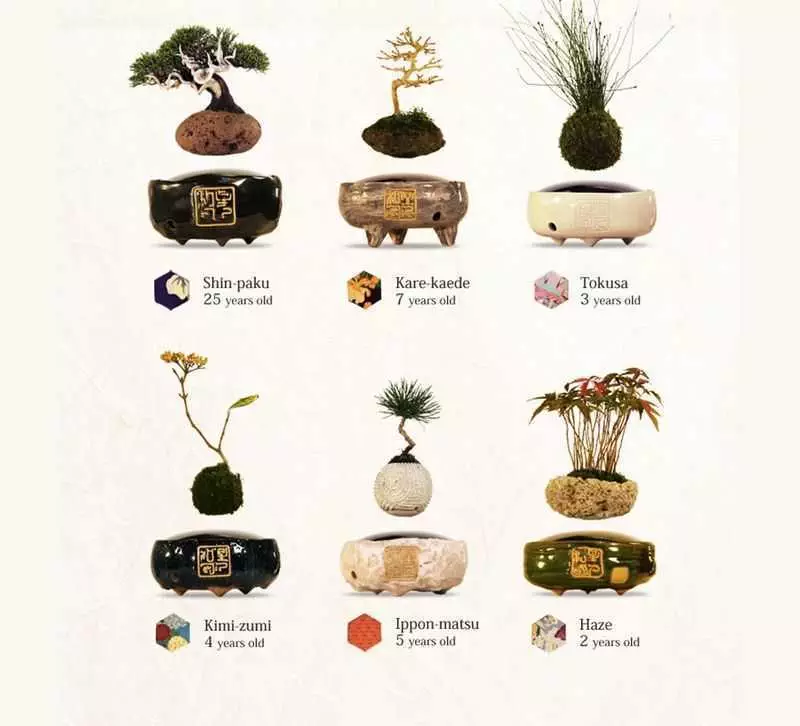 Simple Price Reference Chart For Air Bonsai Levitating Plant Pot