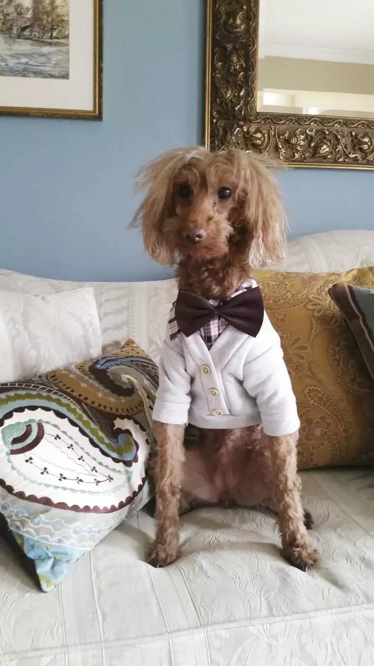 Animal Poodledressed