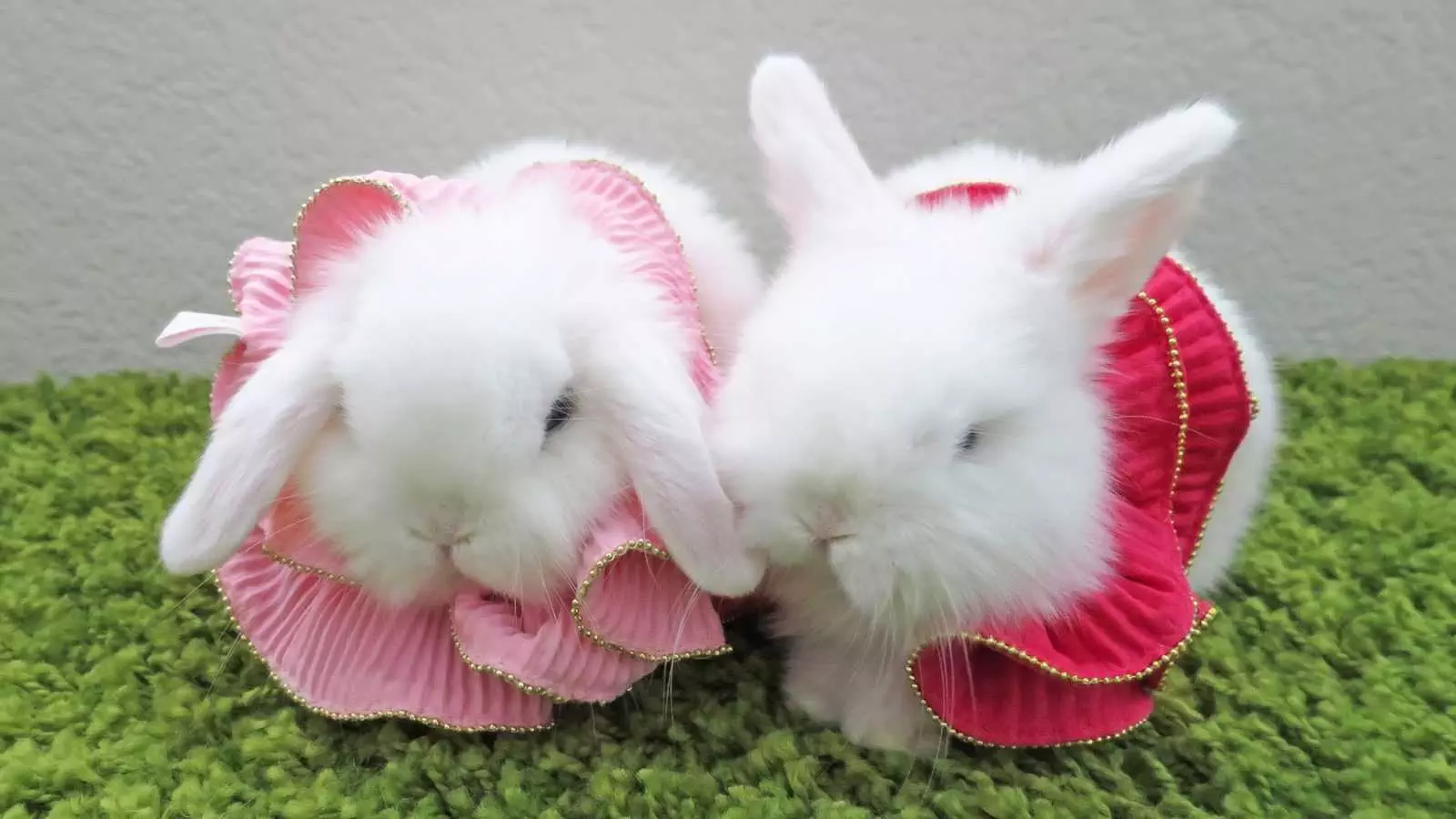 Animal Rabbitdress