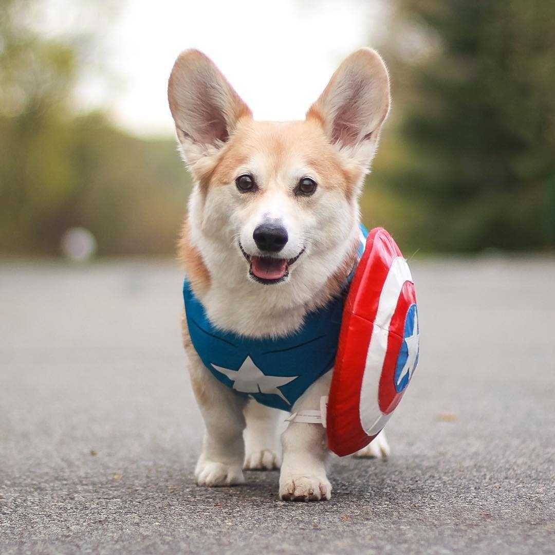 Corgi America