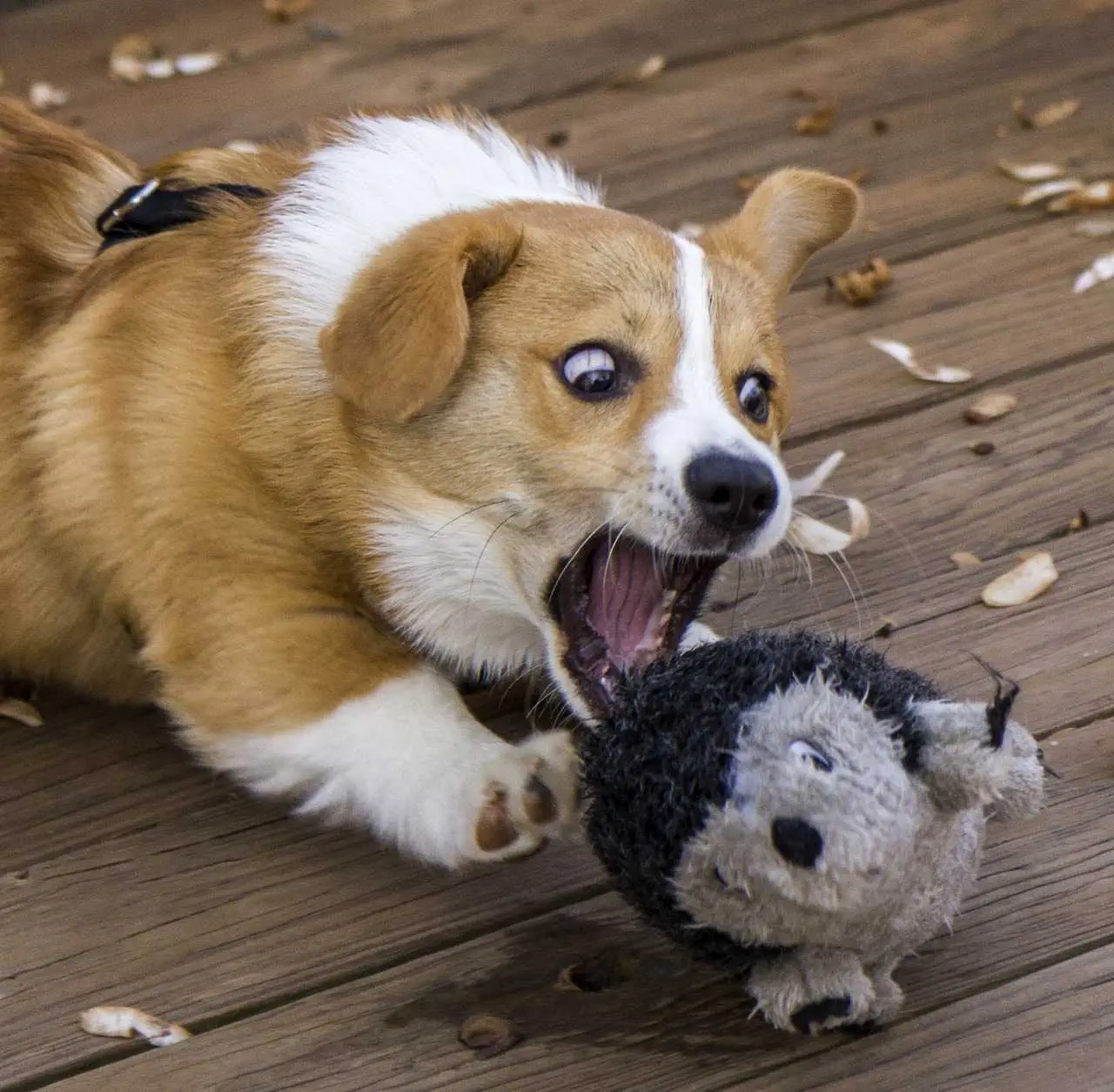 Corgi Bitetoy