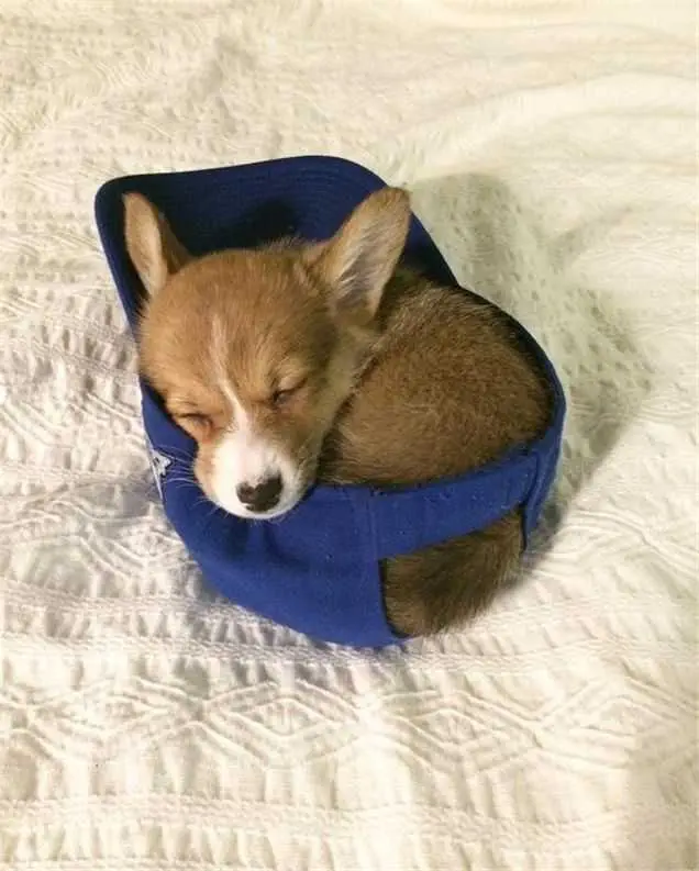 Corgi Sleephat