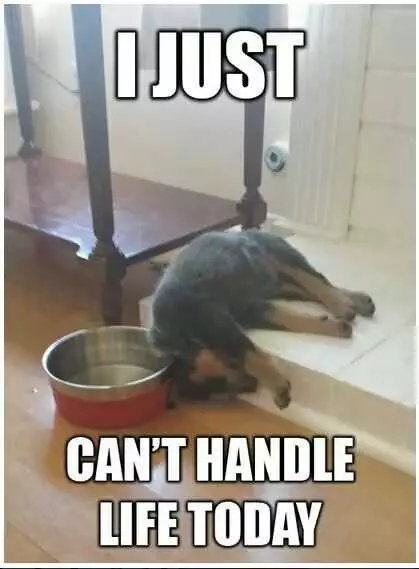 Hangover Handlelife