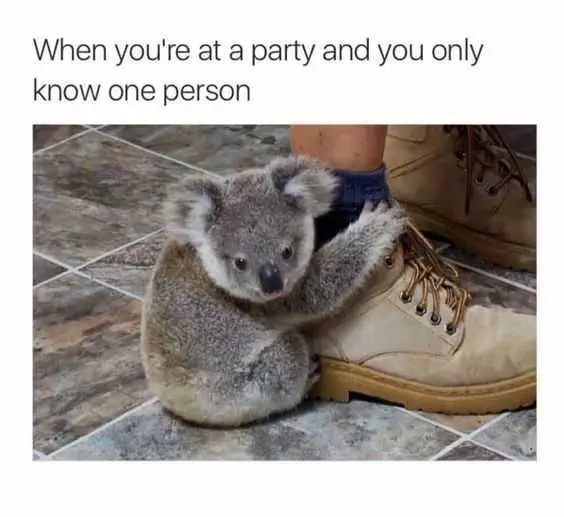 Introvert Koala