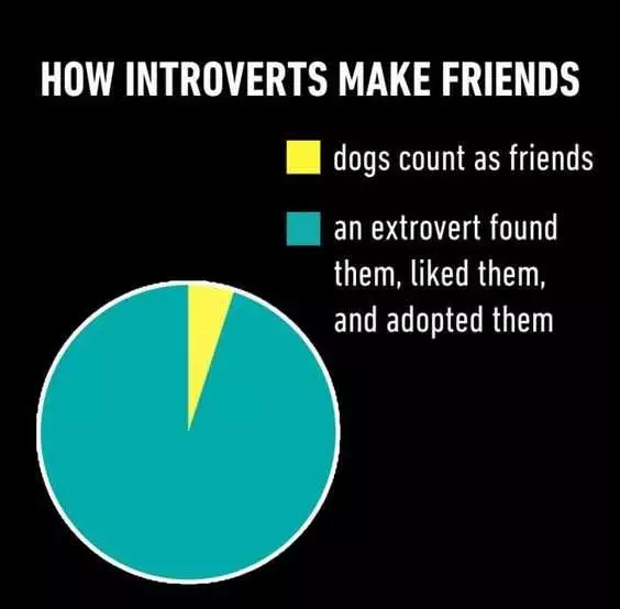 Introverts Dogs