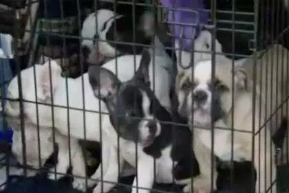 Puppies In Van